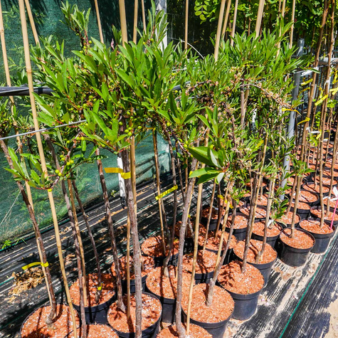 Wiśnia piaskowa płożąca szczepiona