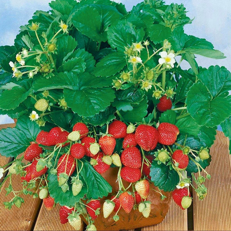 Truskawka na parapet odmiana całoroczna FRIGO