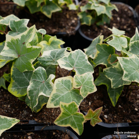 Bluszcz pospolity Golden Child