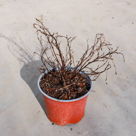 Pięciornik krzewiasty Marian Red Robin (C2)