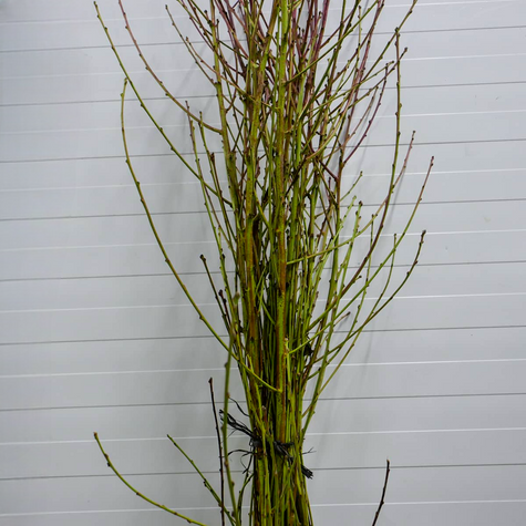 Brzoskwinia Harbinger Plant Pack