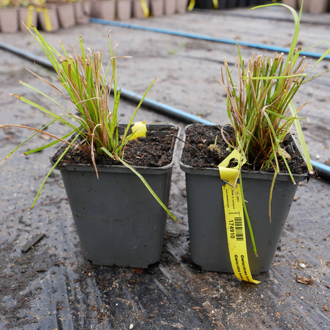 Gwiazdowa trawa Gwiezdna trawa