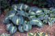 Funkia Hosta Dream Queen (P9)