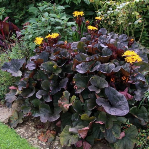 Języczka pomarańczowa Midnight Lady (P9)