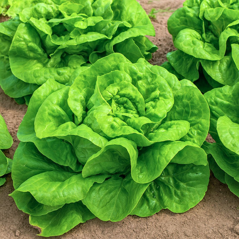 Sałata szklarniowa Atena szybko rosnąca 0,5g