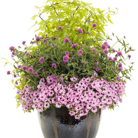 Surfinia Supertunia Mini Vista Pink Star samoczyszcząca