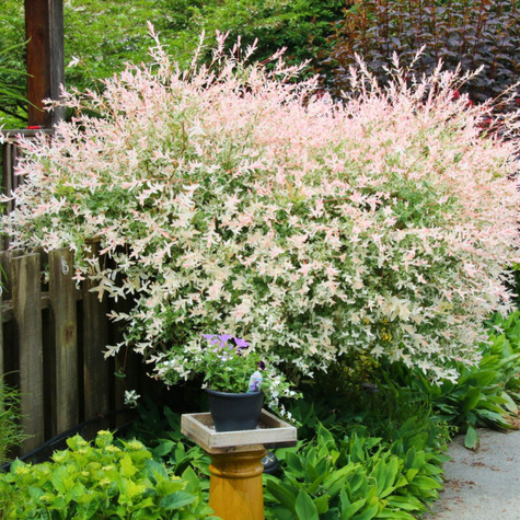 Wierzba całolistna Hakuro Nishiki forma krzewiasta (C2)