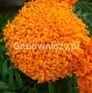 Aksamitka wyniosła, wzniesiona Pollux Orange 0,2g