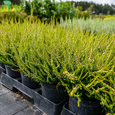 Wrzos pospolity Andrea