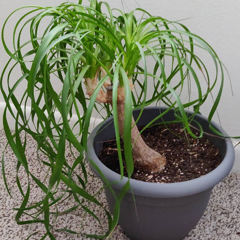 Beukarnea wygięta Nolina Beaucarnea recurvata Noga słonia 5szt nasion