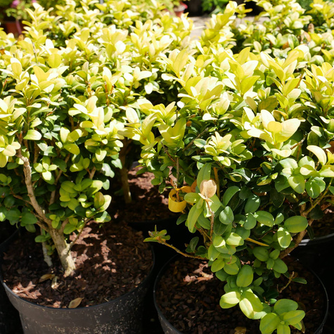 Bukszpan wieczniezielony Rotundifolia Aurea (C2)