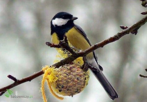 POKARM DLA PTAKÓW KULE 100G 1szt (ME52)
