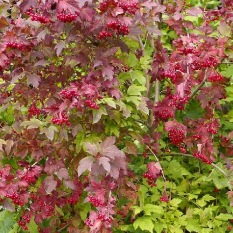 Kalina koralowa Tajożnyje Rubiny (P9)