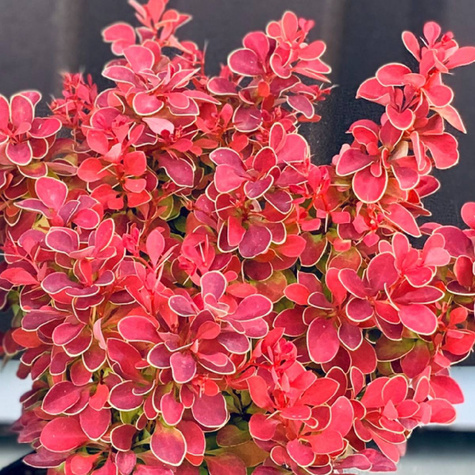 Berberys Thunberga Red Hot Chili (C2)
