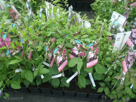 Powojnik Clematis bylinowy Alionushka