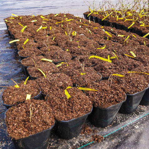 Lilak pospolity Josee