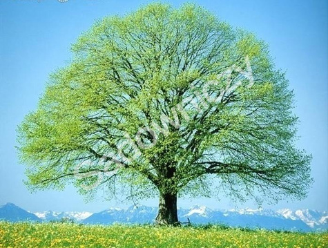 Lipa drobnolistna obw. 8-10cm