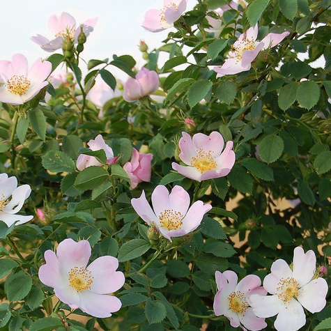 Zestaw Róża dzika Rosa canina 6 szt