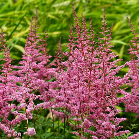 Tawułka Arendsa Cattleya (C2)