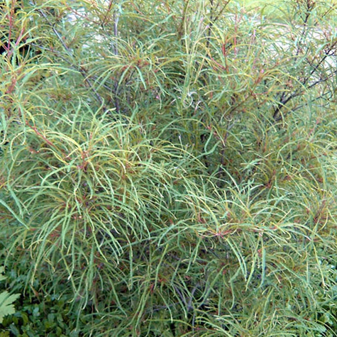 Kruszyna pospolita Aspeleniifolia (C2)