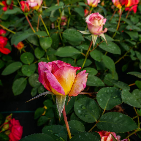 Róża parkowa National Parks Gorgeous (C2) pachnąca