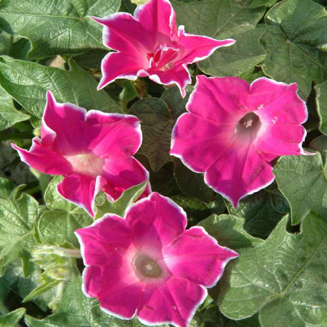 Wilec purpurowy Red Picotee 1g