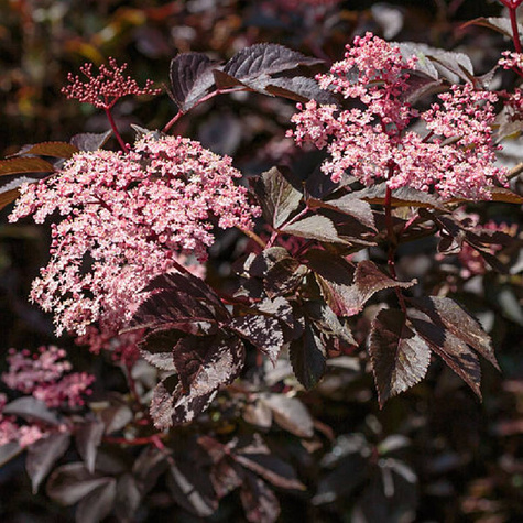 Bez czarny Guincho Purple