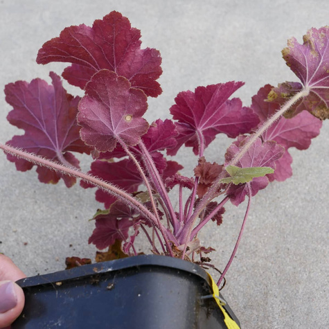 Żurawka ogrodowa Caramel (C2)