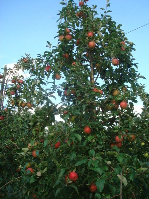 Jabłoń Arszam Plant Pack