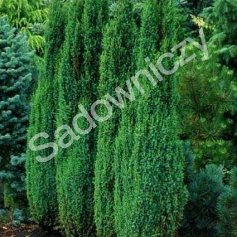 Jałowiec pospolity Arnold (P9)