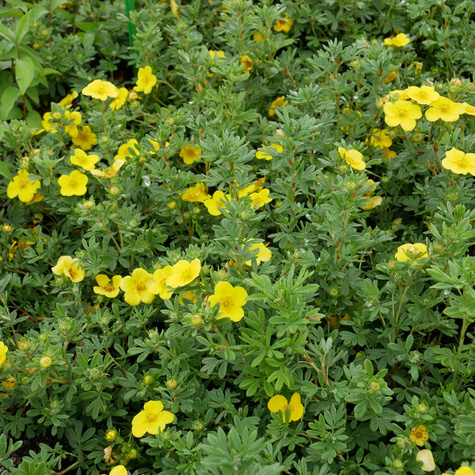 Pięciornik krzewiasty 'Sommerflor' (C2)