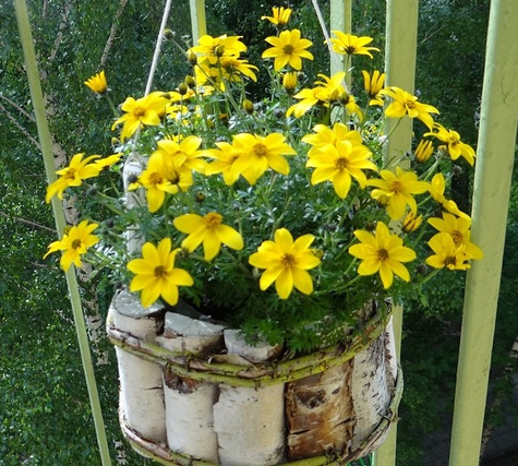 Bidens żółty Uczep Złoty deszcz SADZONKA