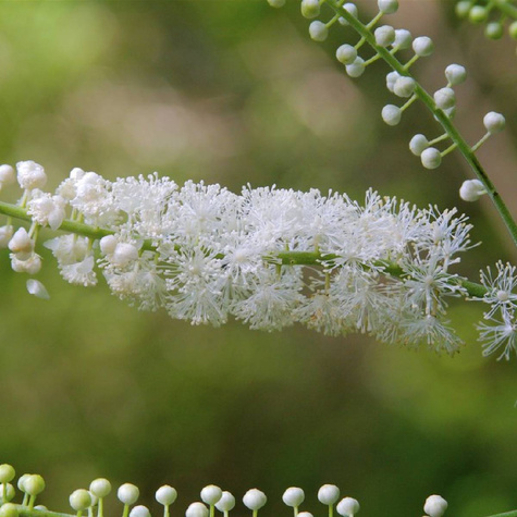Pluskwica Świecznica groniasta (P9)