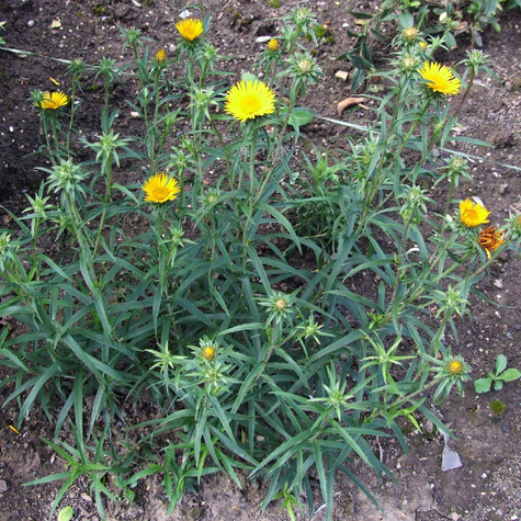 Oman wąskolistny (C2)