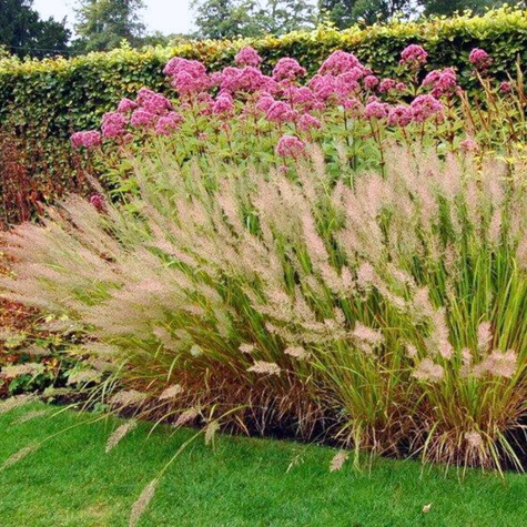 Trzcinnik krótkowłosy (C2)