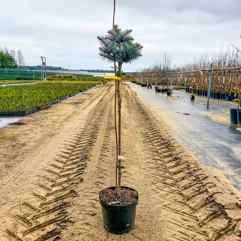 Świerk sitkajski Rom szczepiony na pniu Pa70