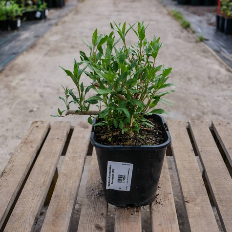 Barbula klandońska Ferndown (P9)