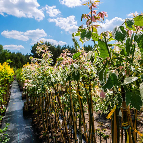 Klon jesionolistny Flamingo szczepiony na pniu