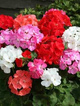 Pelargonia rabatowa mix 10szt