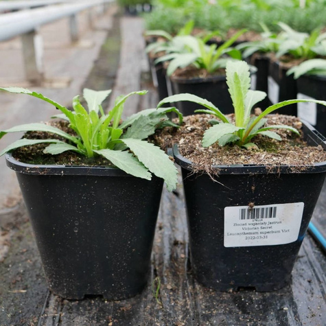 Złocień wspaniały Jastrun Victorian Secret (C2)