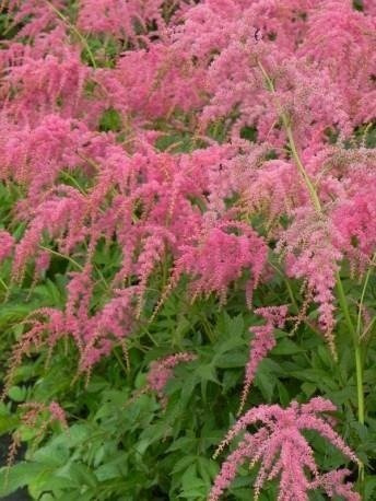 Tawułka Thunberga Straussenfeder (P9)