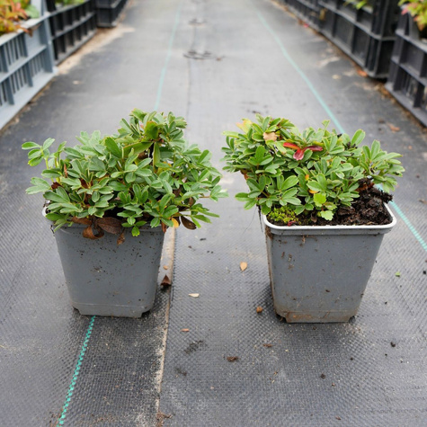 Pięciornik trójząbkowy Nuuk (P9)