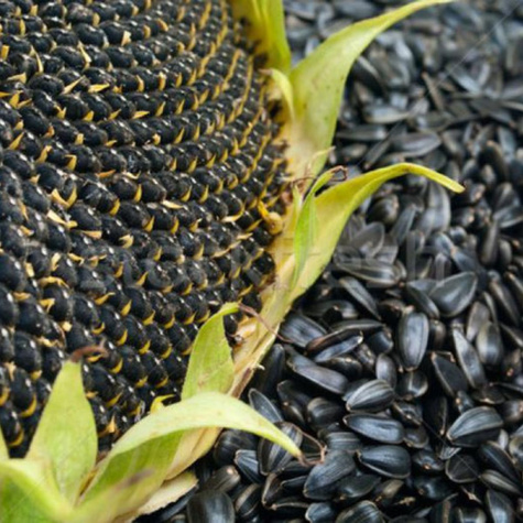 Słonecznik czarny pastewny 1kg