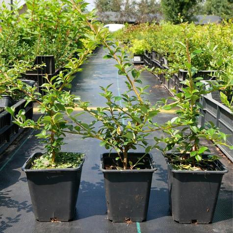 Irga Ursynów mioododajna (P9)