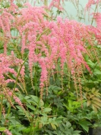 Tawułka Thunberga Straussenfeder (P9)