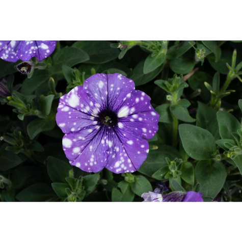 Surfinia fioletowo-biała Splash Dance Moon Walk NOWOŚĆ