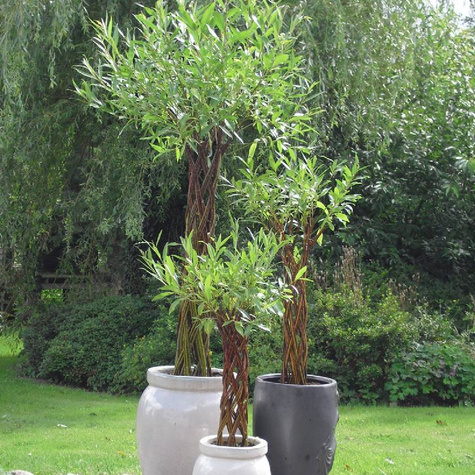 Wierzba Pleciona (C5)