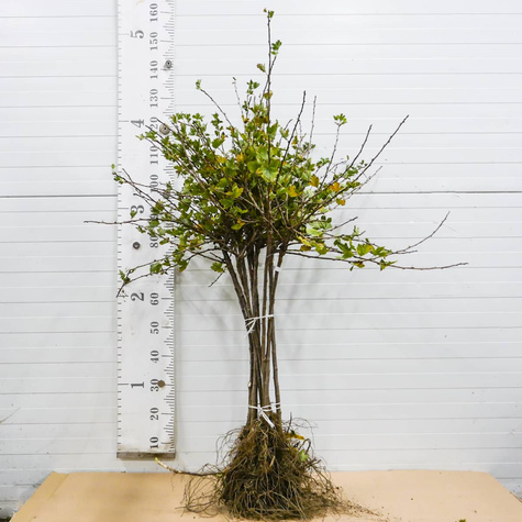 Agrest biały Mucurines na pniu Plant Pack