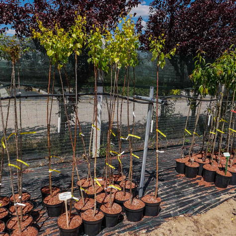 Brzoza brodawkowata 'Golden Cloud'