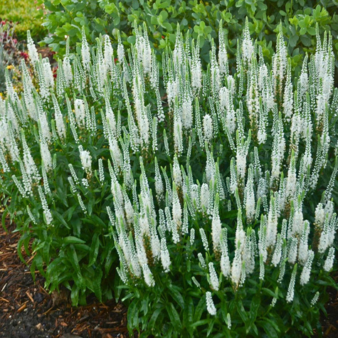 Przetacznik kłosowy Snow (C2)